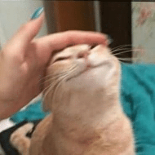 🐱😊