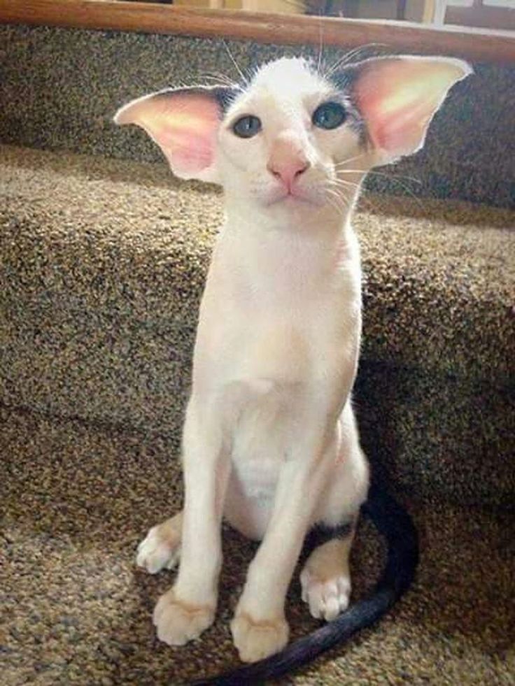 Doby 🧙🐱