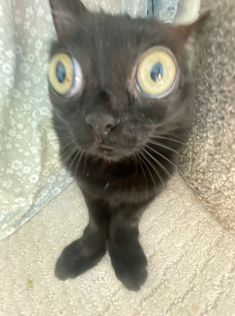 🐱💨