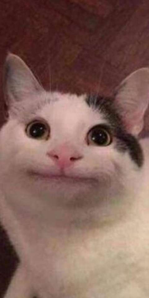 🐱🫡
