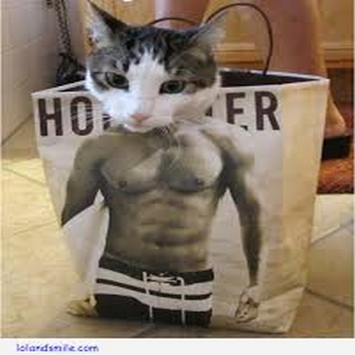 🐱💪🏻💪🏻