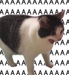 😺